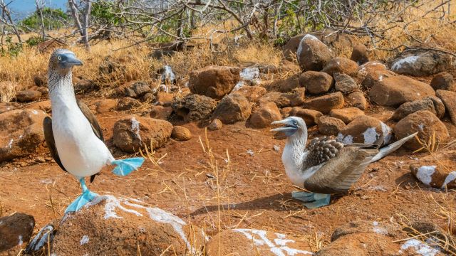 Blue footed boobies in the Galapagos Islands