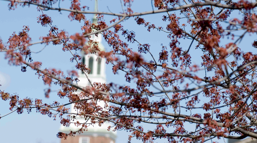 Baker Tower in the background, through a flowering tree