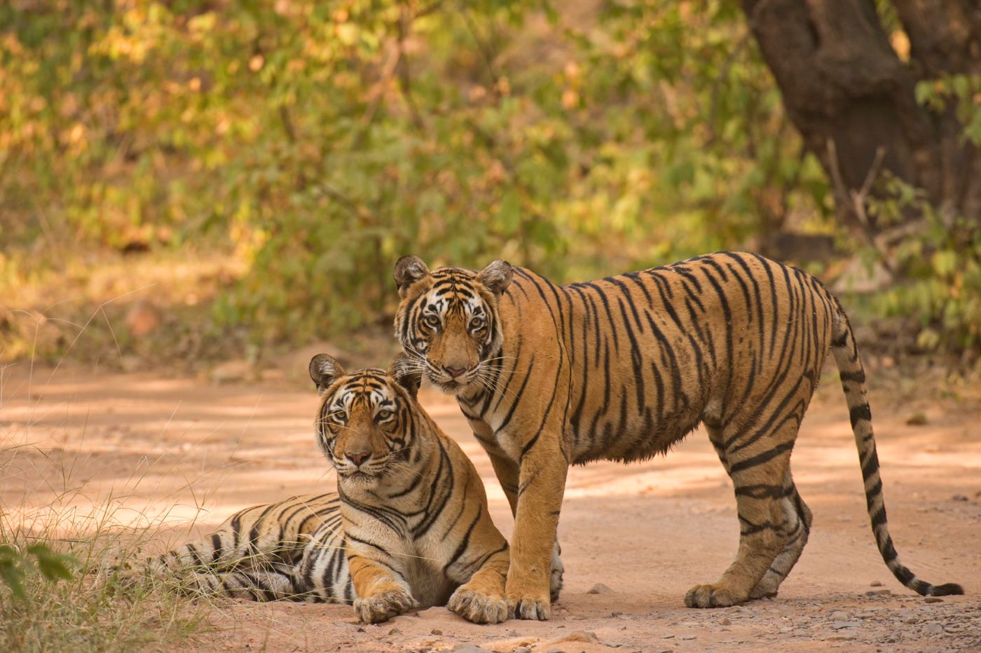 Two tigers looking at the camera