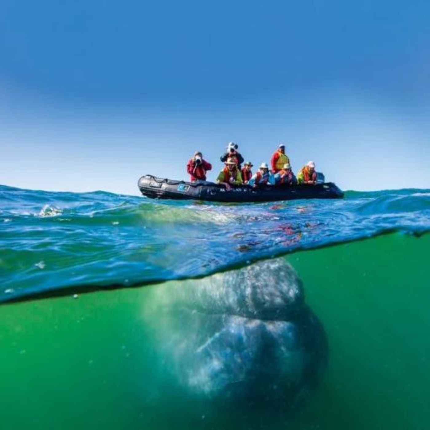 Zodiac boat above water with a whale swimming underneath in the ocean
