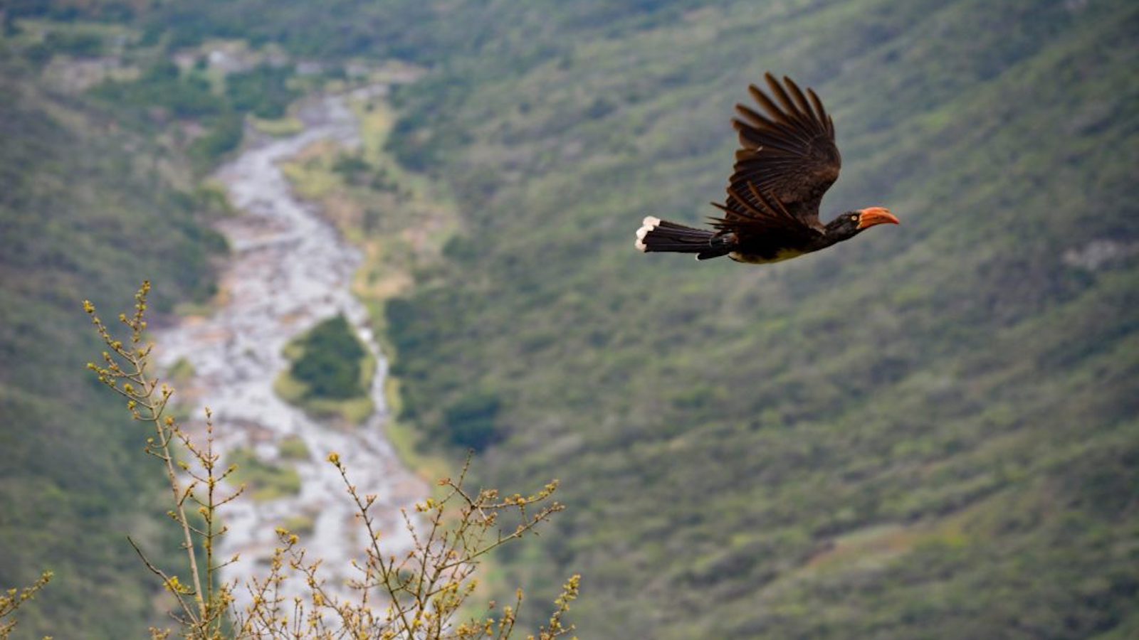 Black Toucan flying over river