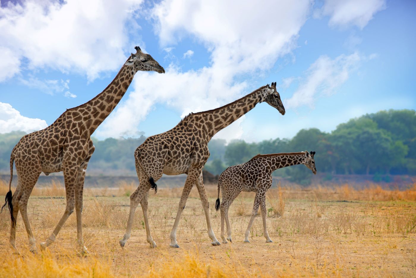 3 giraffes walking