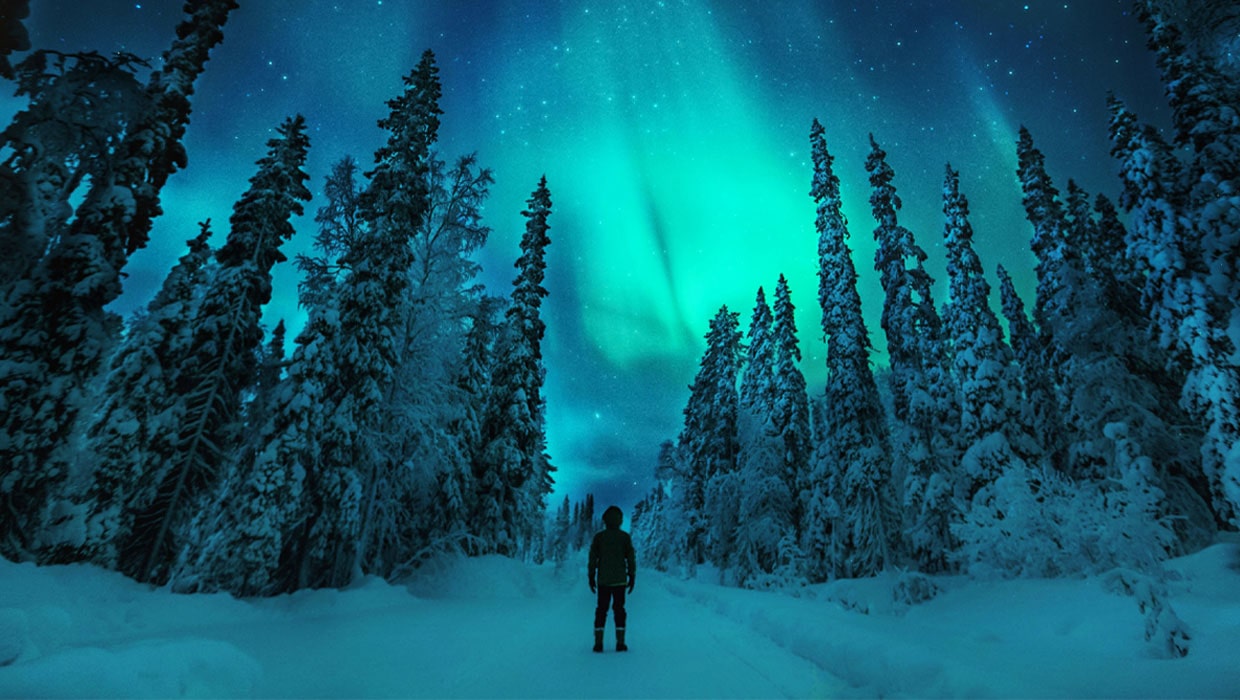 Person standing in the snow looking up at the northern lights and pine trees