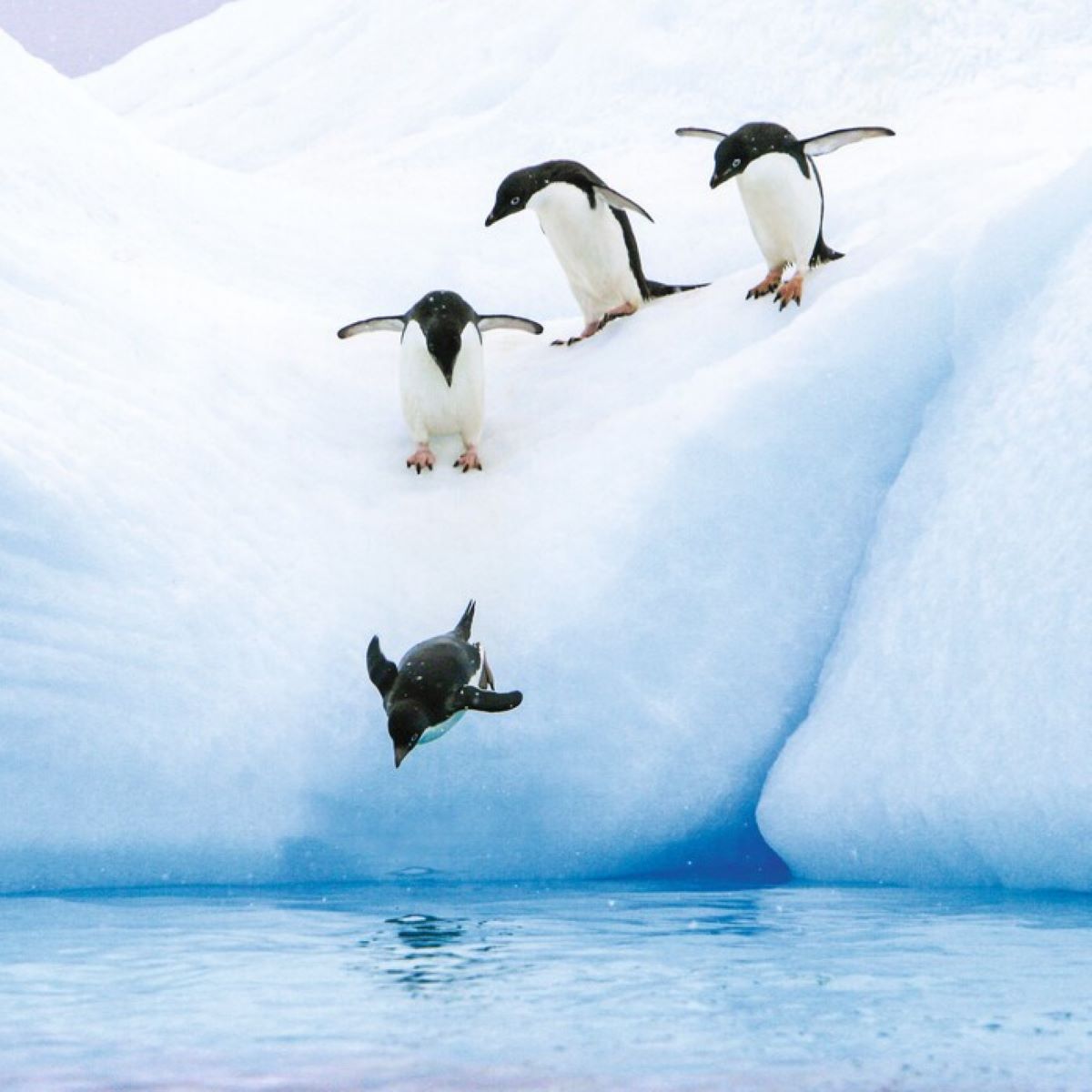 Penguins sliding down from the ice into the ocean