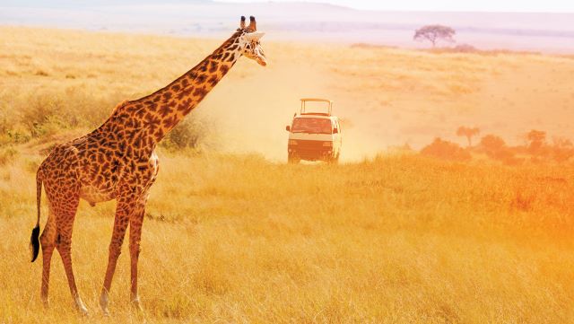 Giraffe with a safari truck in the distance