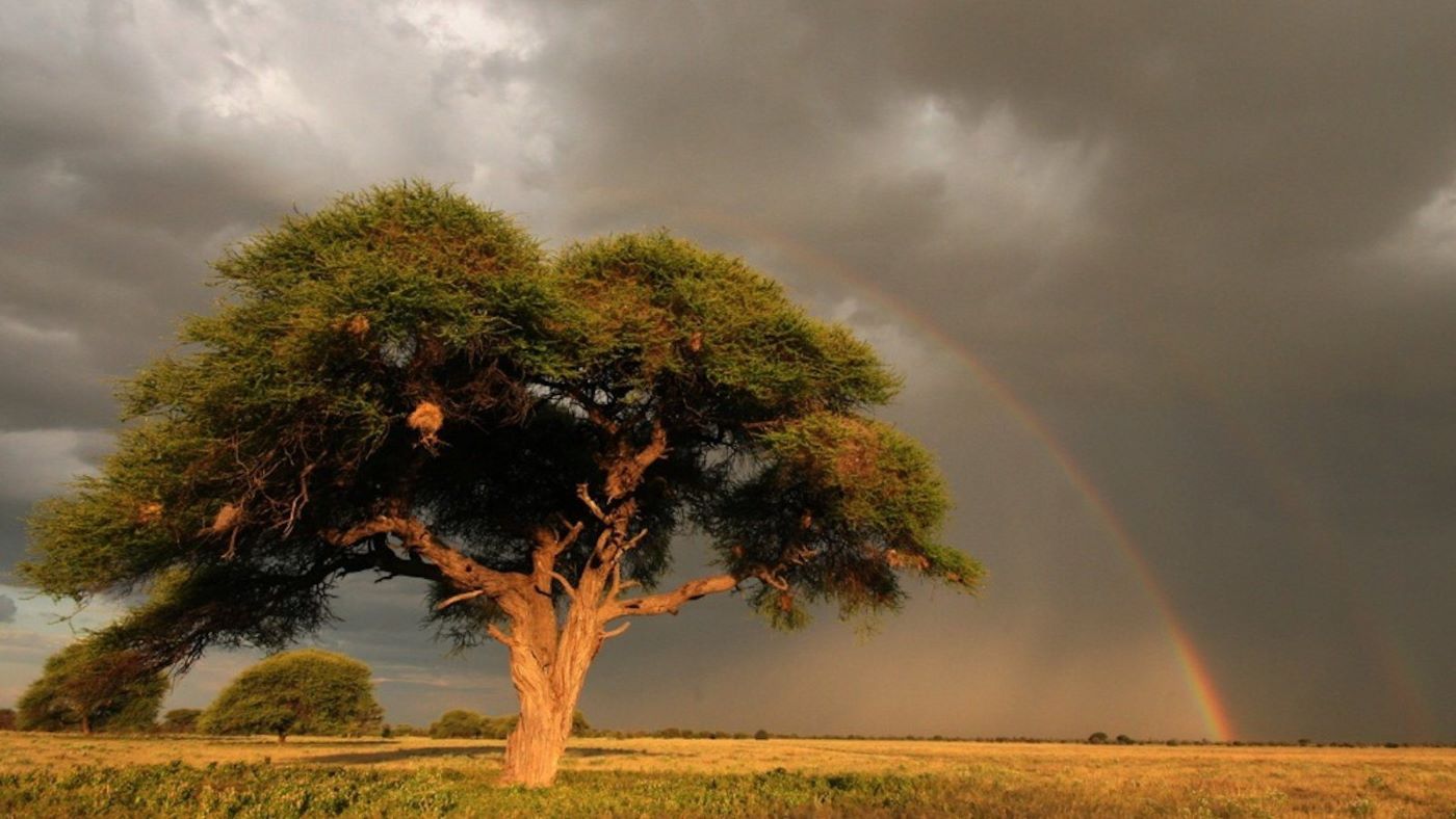 Rainbow over tree