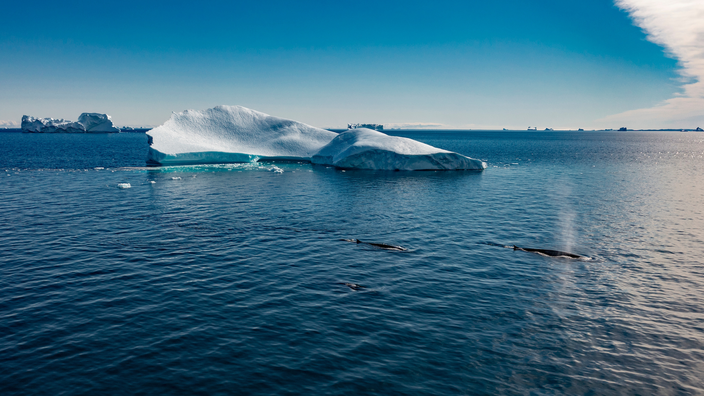 Whales swimming near an iceberg