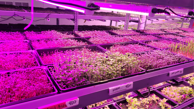 A photo of trays of produce under purple tinted grow lights. 