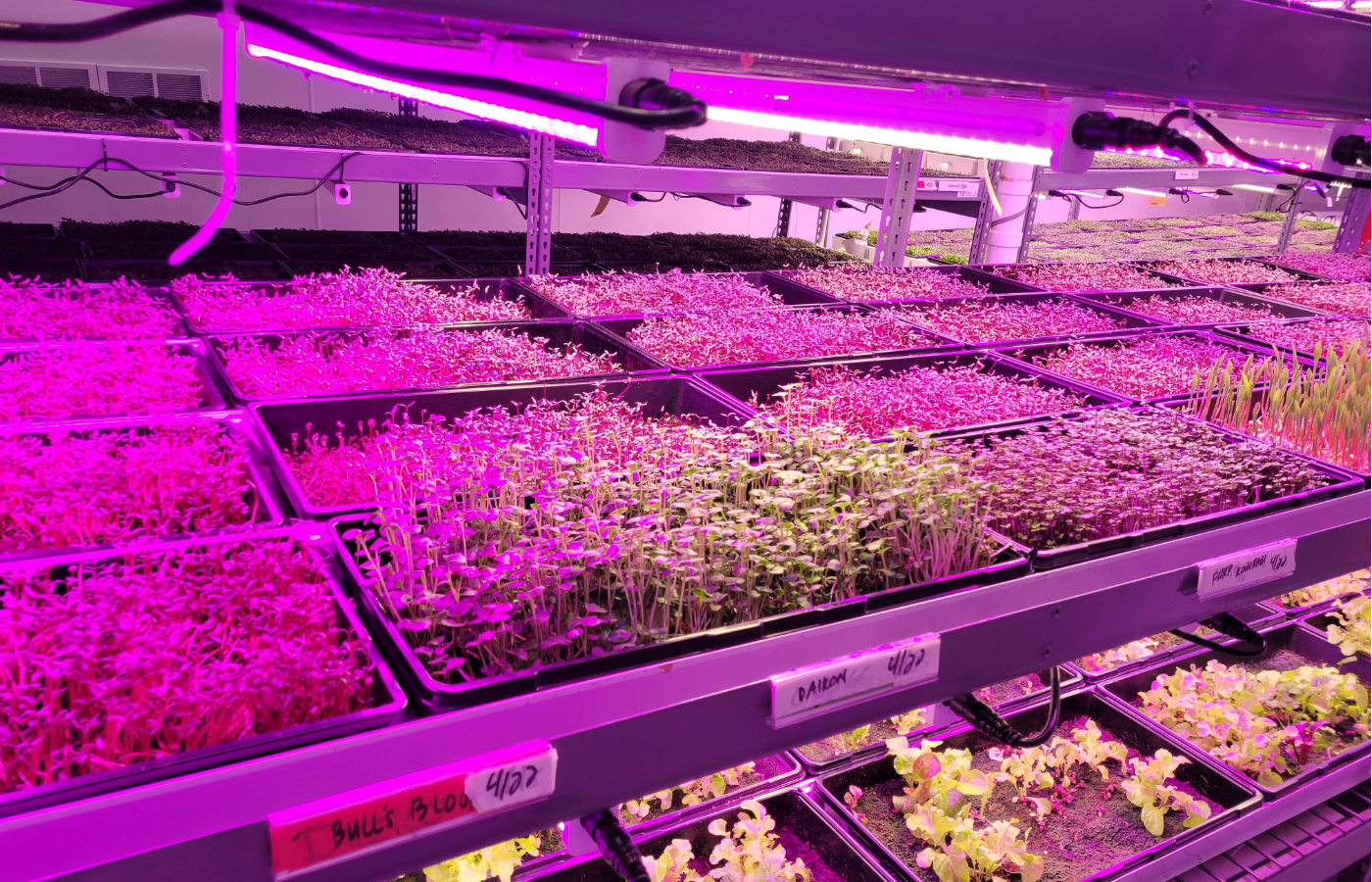 A photo of trays of produce under purple tinted grow lights. 