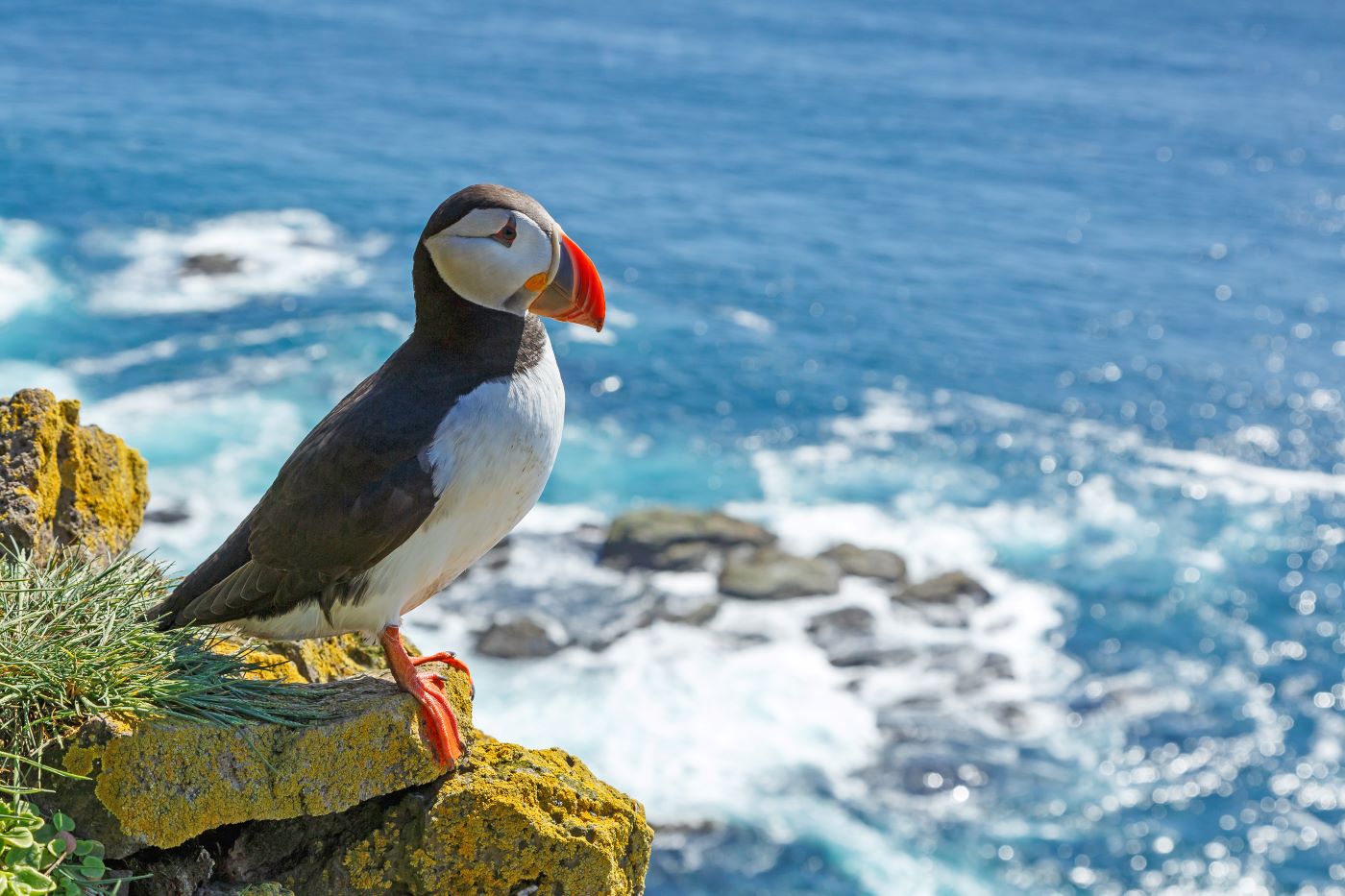 Puffin in Iceland