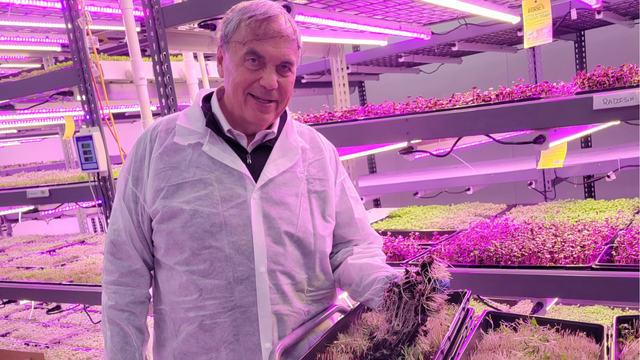 Mark Thomas 74 holding a clump of microgreens in the Garfield Produce growing facility.