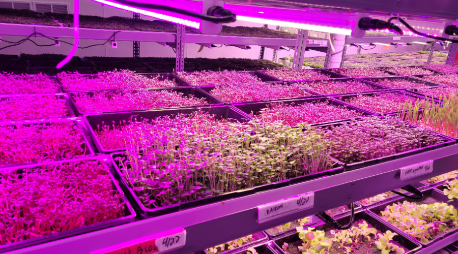 Image of trays of microgreens under magenta colored grow lights.