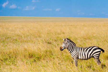 A photo of a zebra on the grassland in Tanzania. 