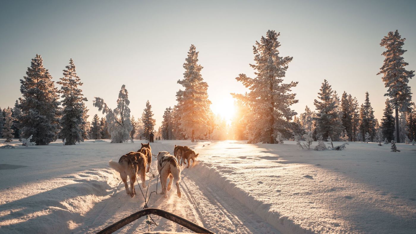 Dogsled in Finland