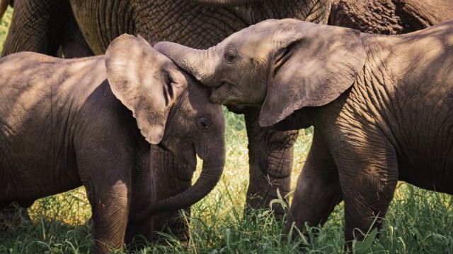 Elephants