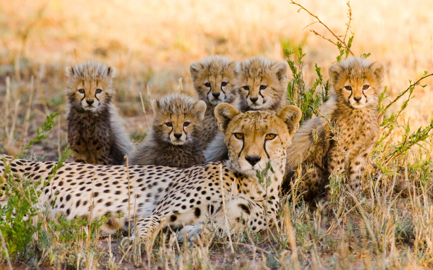 Cheetahs