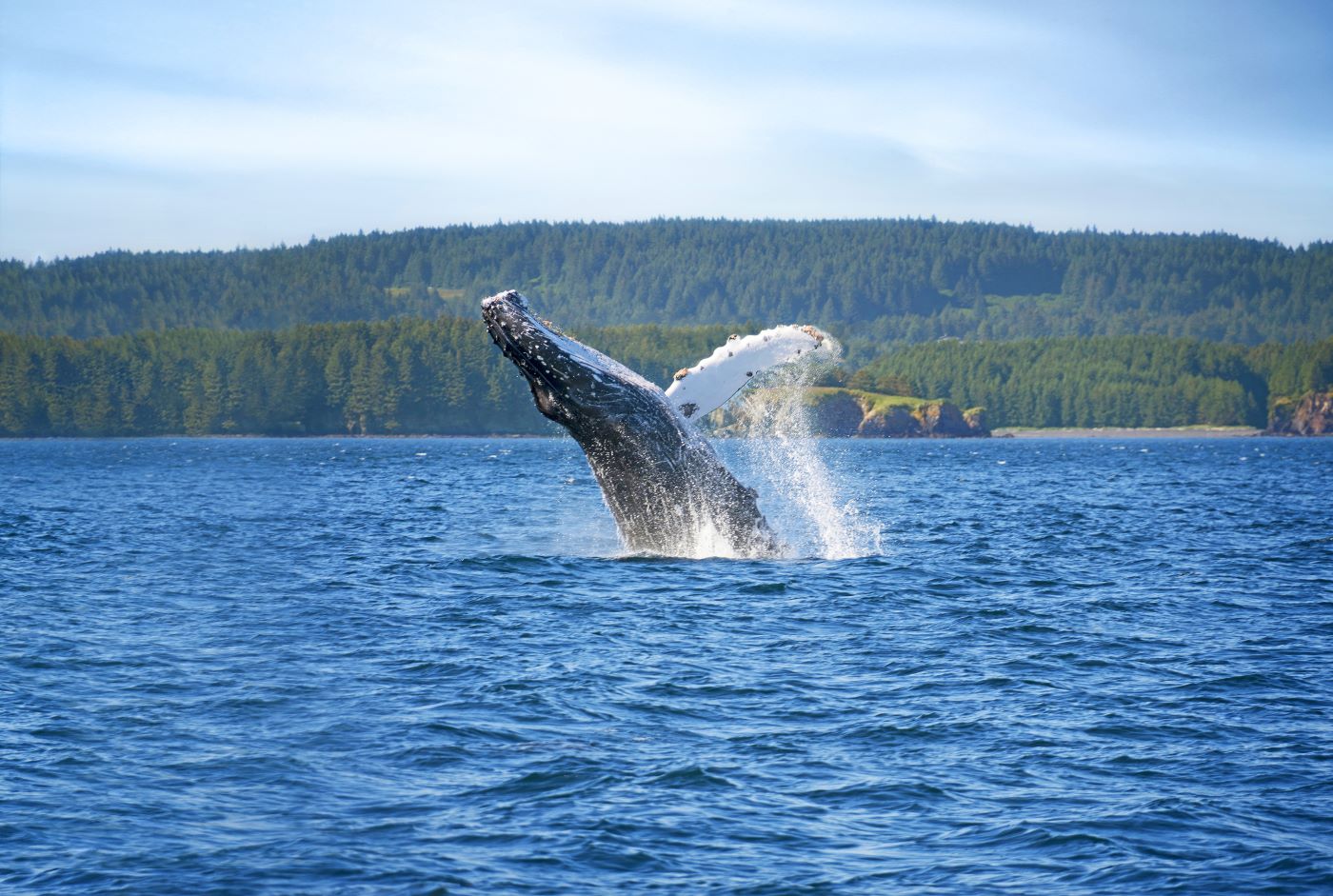 Humpback Whale Breaching