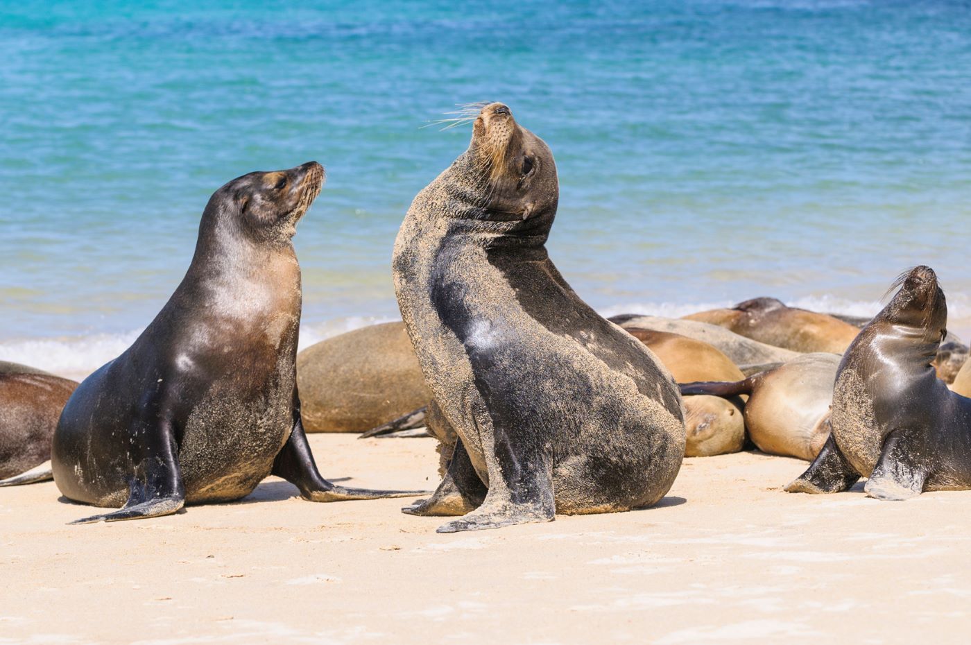 Sea lions