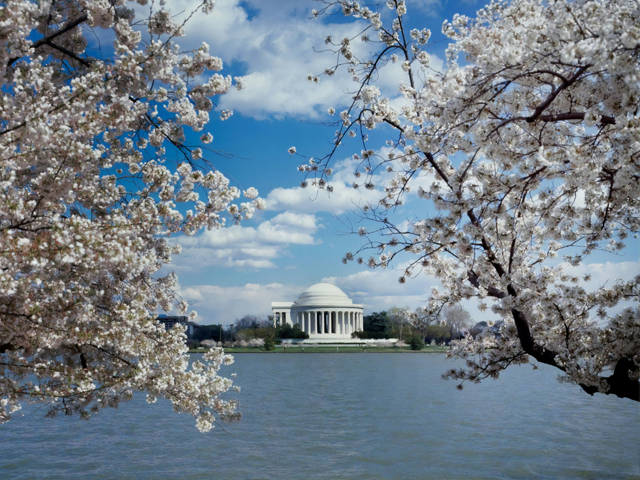Jefferson Memorial between two blooming cherry blossom trees