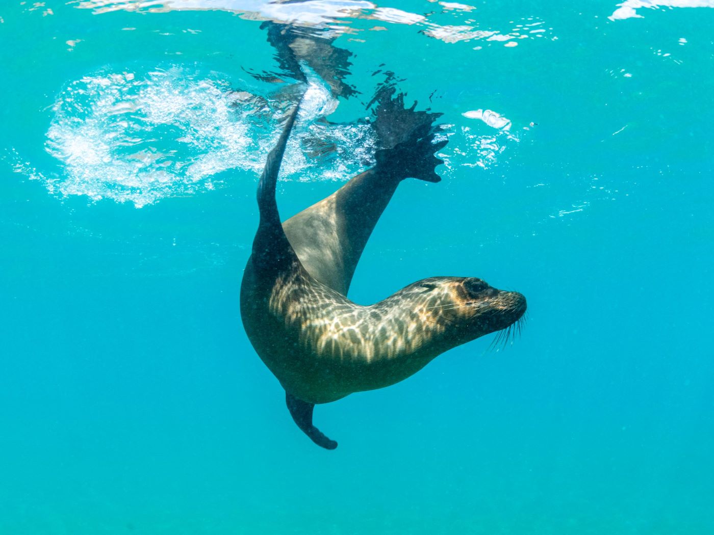 Seal swimming