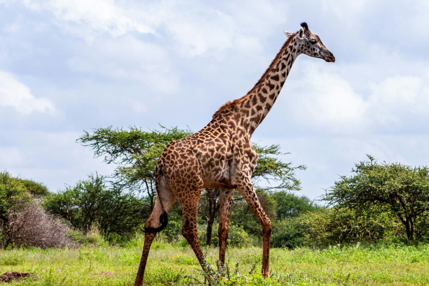 Giraffe