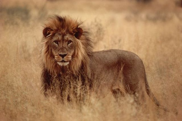 Lion