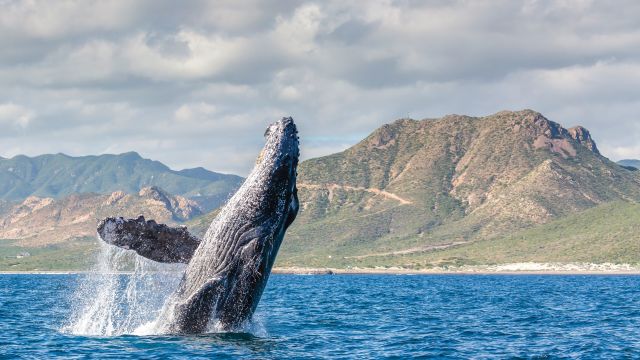 Whale breaching