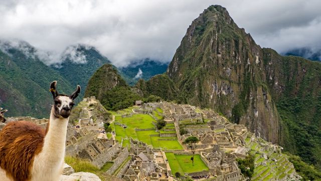 Machu Picchu with a llama