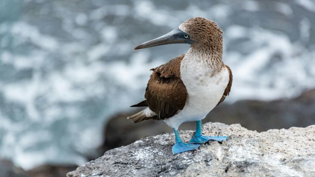 Blue footed booby 