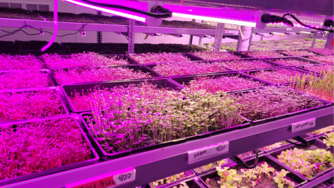 A photo of trays of produce under purple tinted grow lights. 