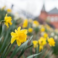 daffodils with Rollins Chapel in background