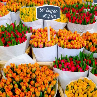 Photo of tulips