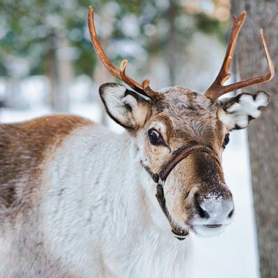 Finland Reindeer