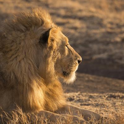Lion looking away to right of image on Serengeti
