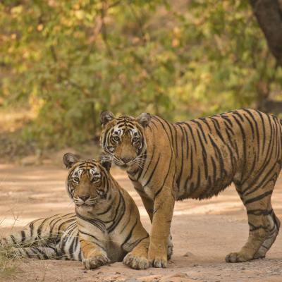 Tigers in Ranthambore Tiger Reserve, India