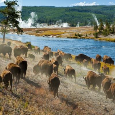 Bison graze on the river bank in Yellowstone. Active hot springs steam in the background.